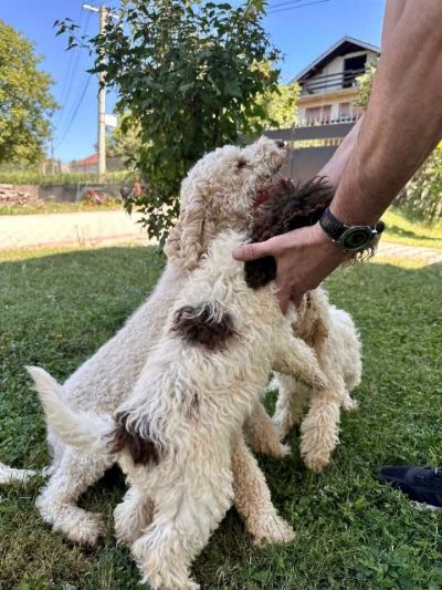 Lagotto Romagnolo, dostupni tenci